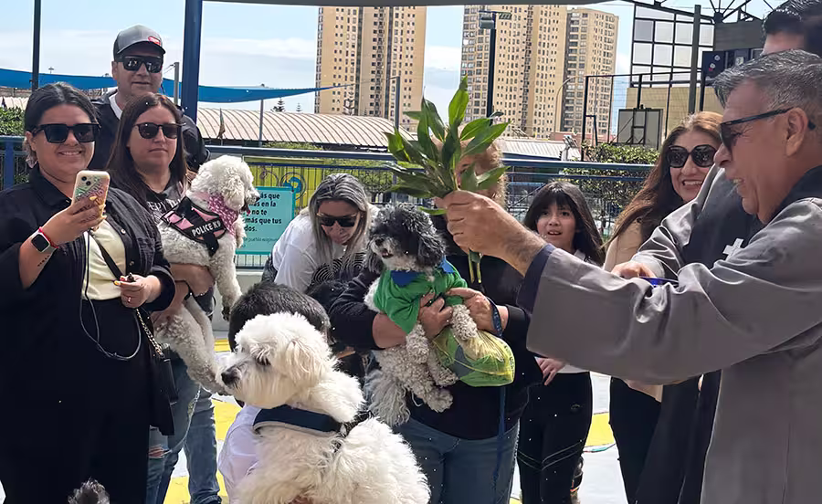 Día de San Francisco de Asís.