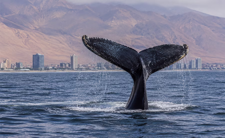 Forjadores Ambientales Día Internacional de Biodiversidad.