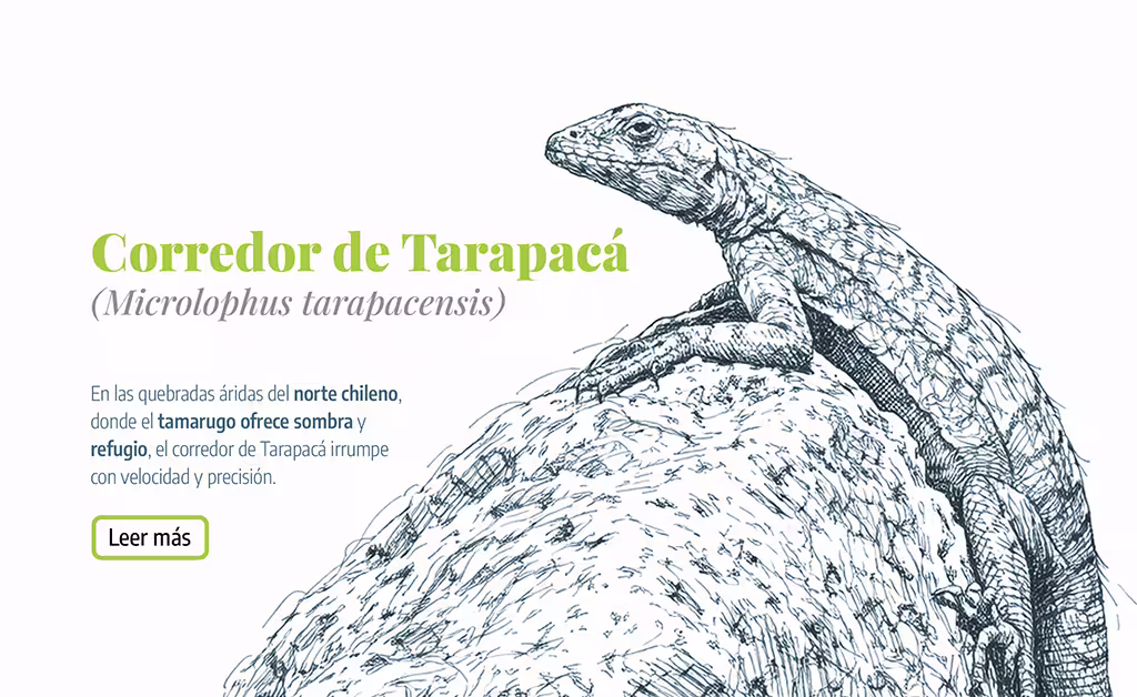 Los bosques áridos, el tamarugo.