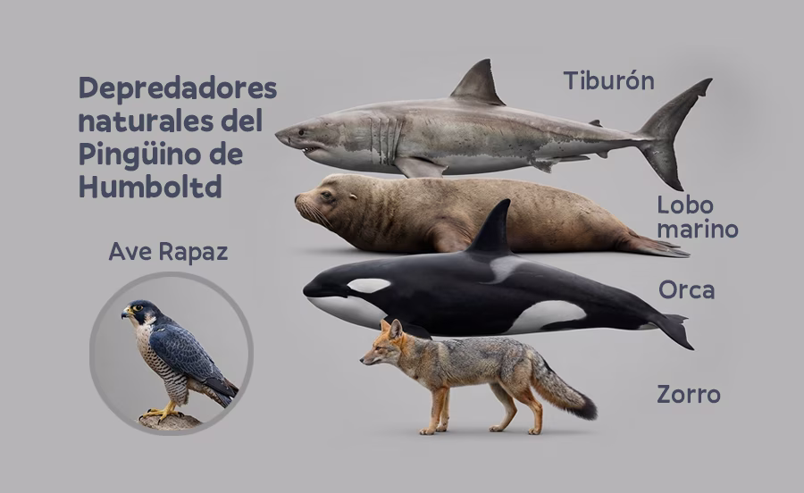 Pingüino de Humboldt y sus depredadores naturales.